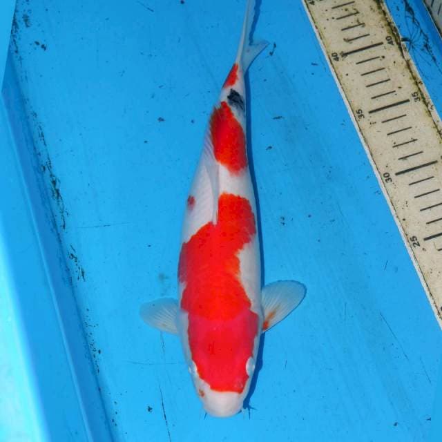 SANKE 29cm