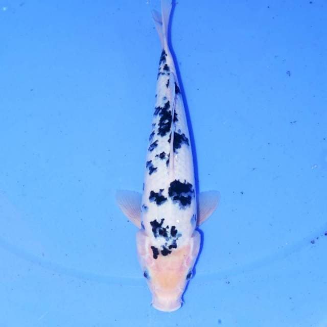 DALMATION BEKKO