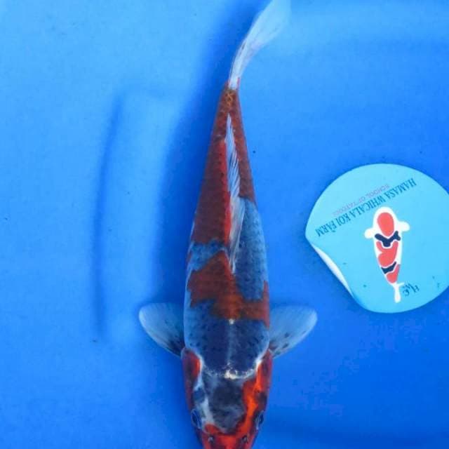 Goshiki 29cm