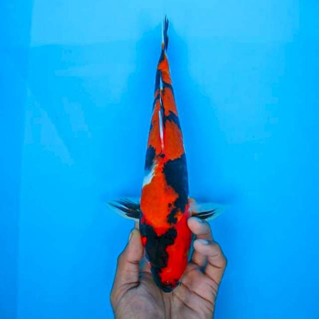Showa Male 26cm