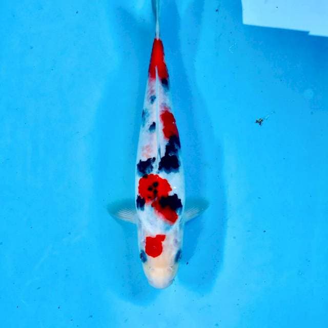 Sanke, male 26 cm