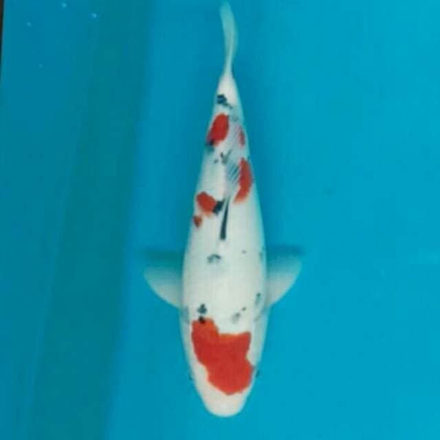 32cm maruten sanke shiroji bagus