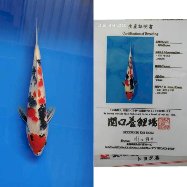 Showa 38cm Sekiguchi