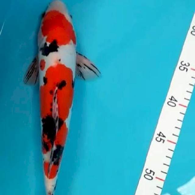 Sanke doit su 35 cm