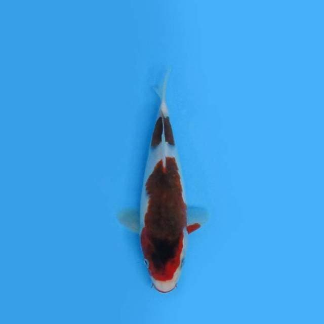 22CM - GOROMO