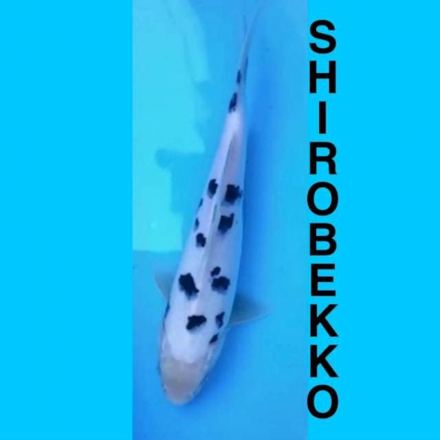 BEKKO 25CM SQ