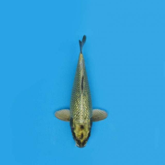 Mukashi Ginrin 30 Cm