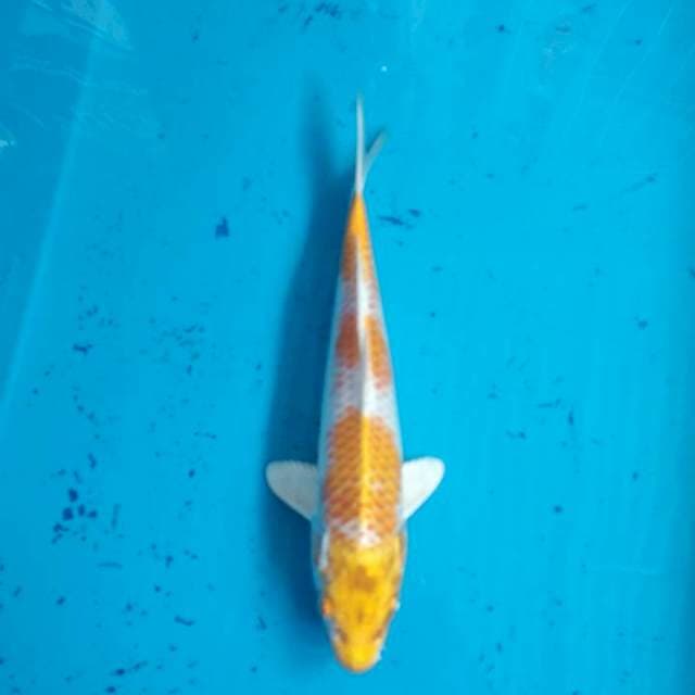 Hariwake 24cm