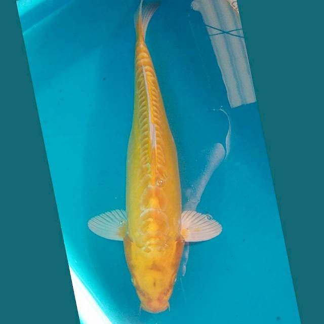 Ogon Aragoke 35cm