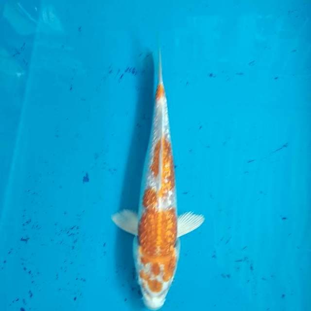 Hariwake Ginrin 24cm