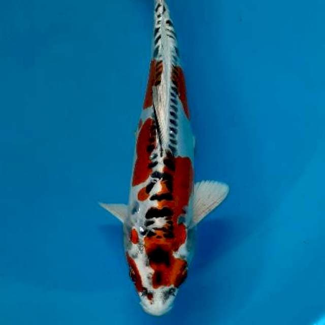 Kujakudoitsu 25 cm