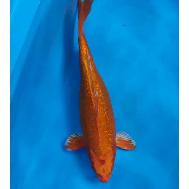 orenji ginrin 35 cm