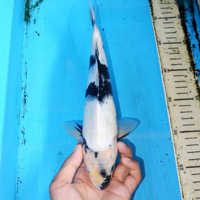 30cm SHIRO