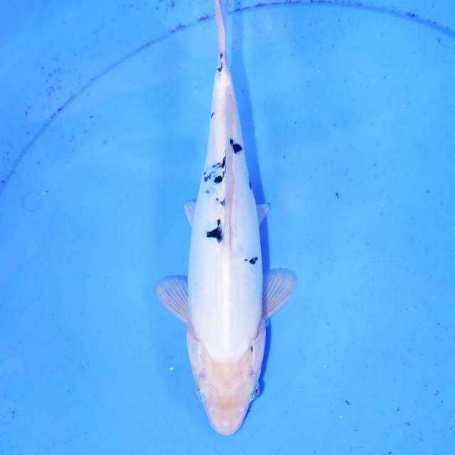 32cm SHIRO SALJU
