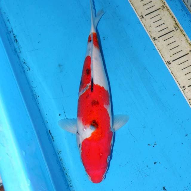 32cm SANKE