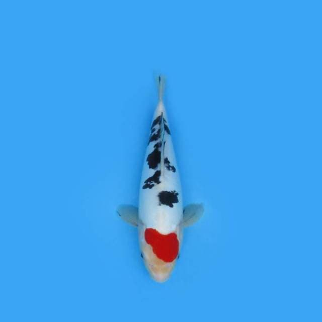 33CM - TAISHO SANSHOKU DOITSU