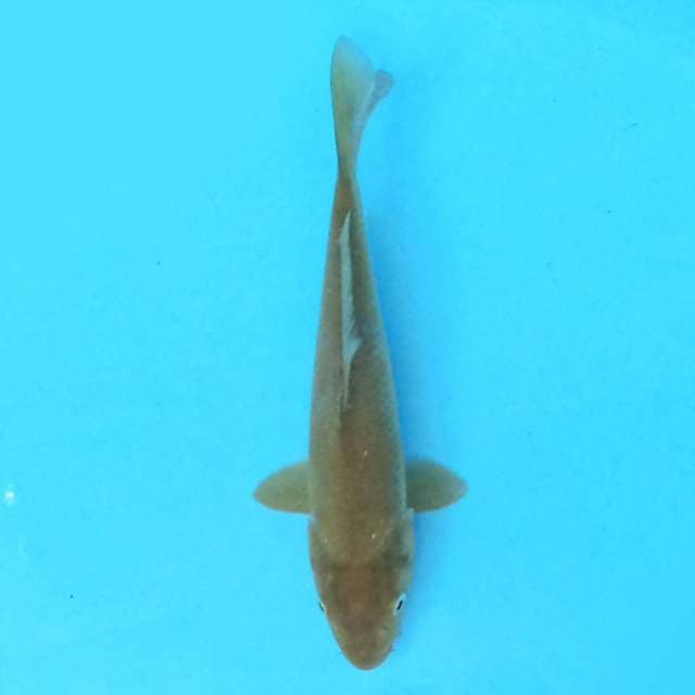 Midori 20 cm