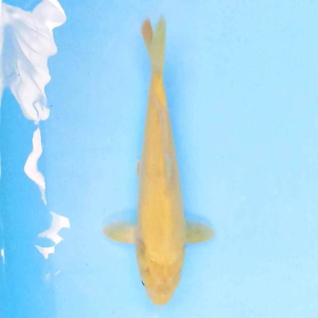Karashi F1 Sakai 23 cm