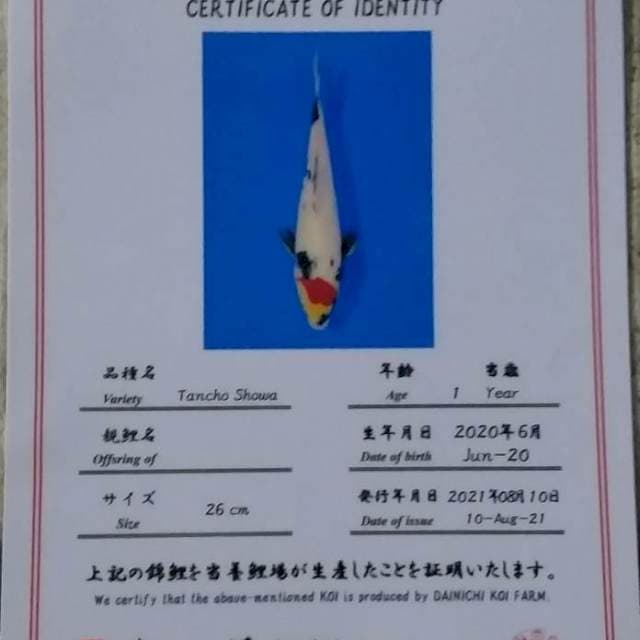 TANCHO SHOWA. IMPORT DAINICHI. 27CM