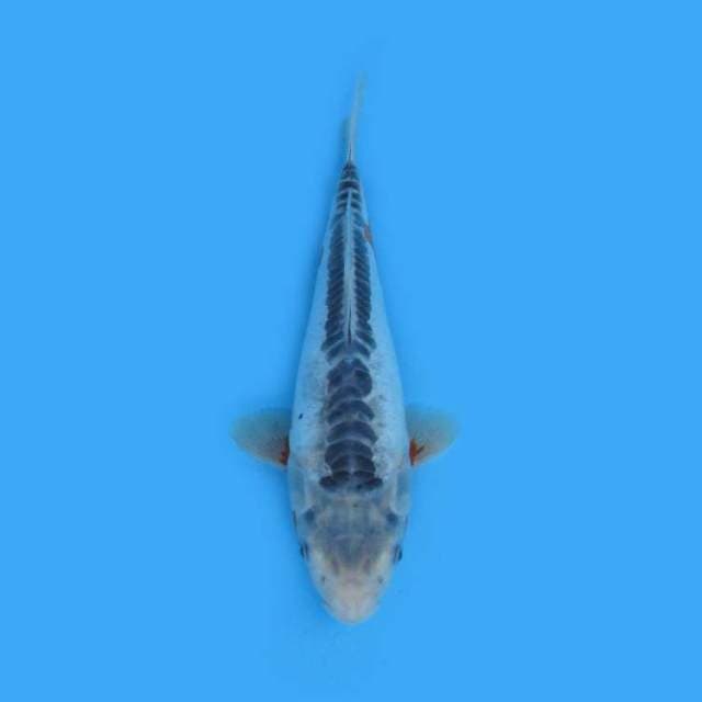 34CM -