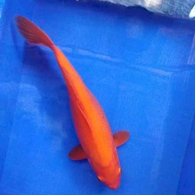 Beni goi 36 cm