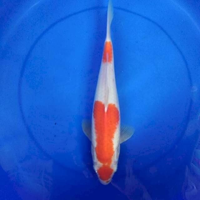 Kohaku 30 cm