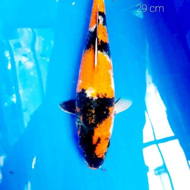 Showa 29 cm