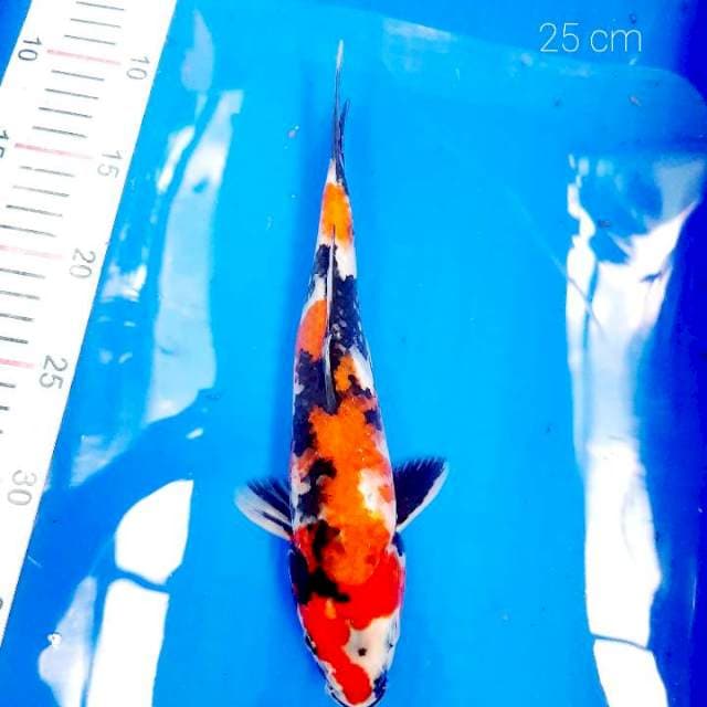 Showa 25 cm