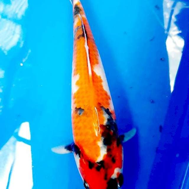 Showa 28 cm