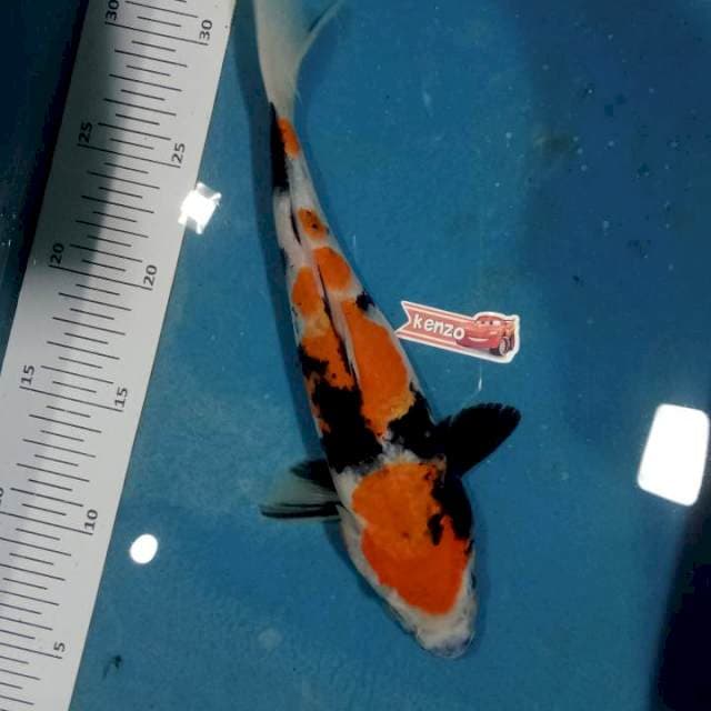 Showa 26cm