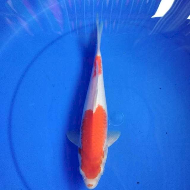 Kohaku 25cm