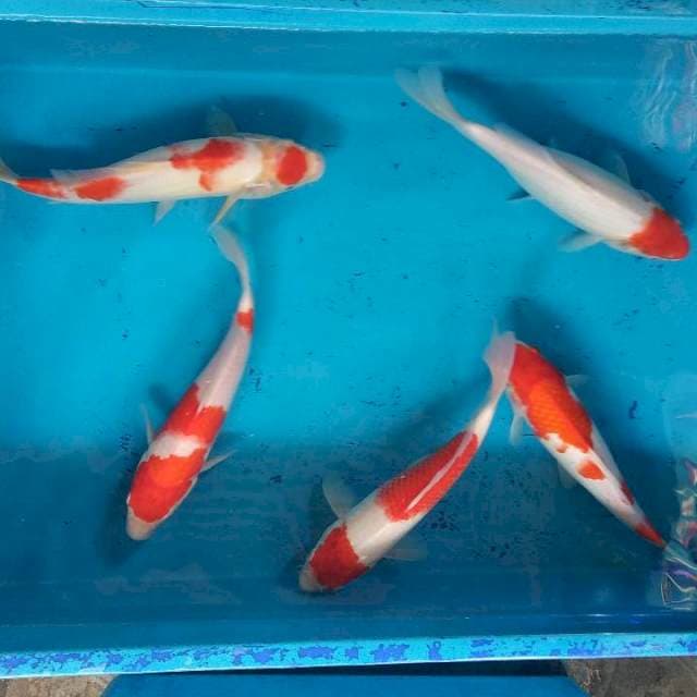 Mix Kohaku 25-30cm