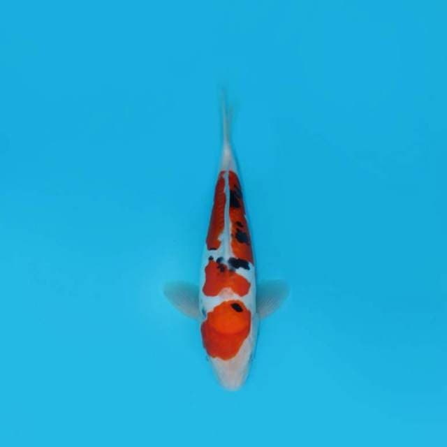 32CM - SANKE