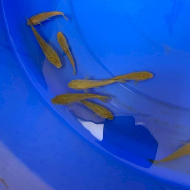 1 CHAGOI IMPORT MARUDO