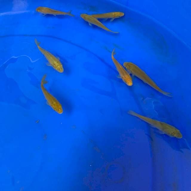 1 CHAGOI IMPORT MARUDO