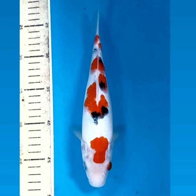 Sanke, 25 cm