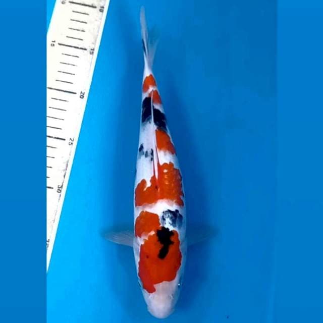 Sanke, 28 cm