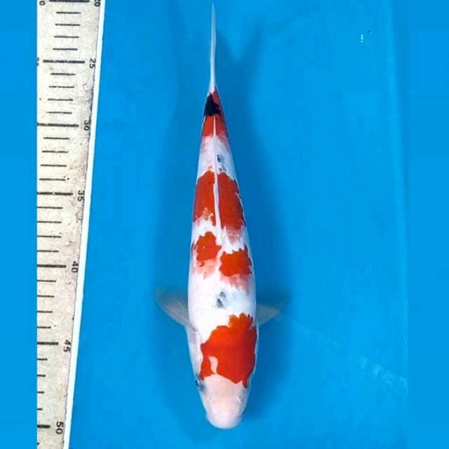 Sanke "male", 26 cm
