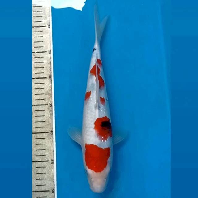 Sanke, 32 cm