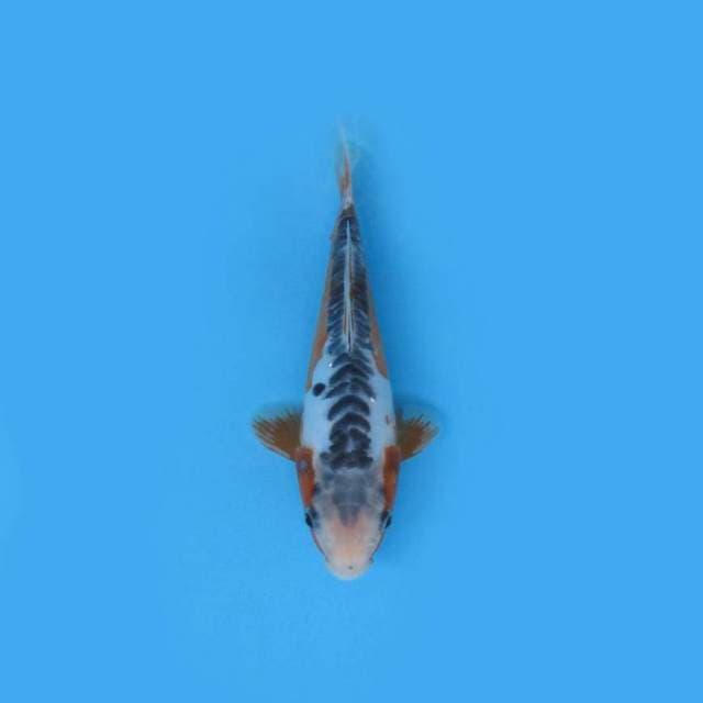 21CM - SHUSUI
