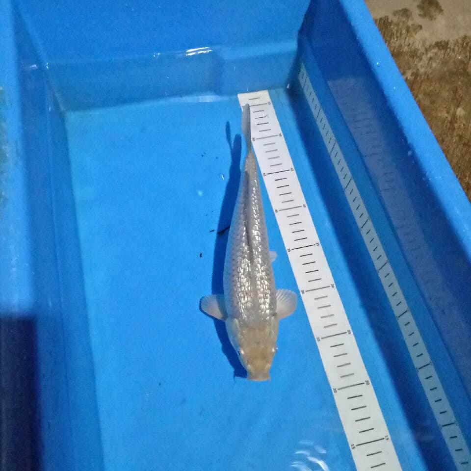 Male shoragoi ginrin -+30 cm