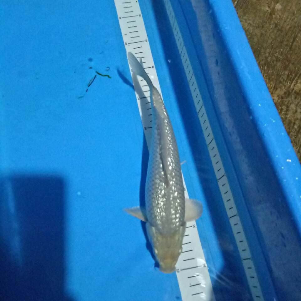 Male shoragoi ginrin -+30 cm