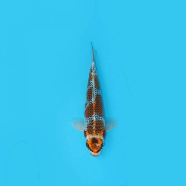 Maruten Goshiki 31 cm