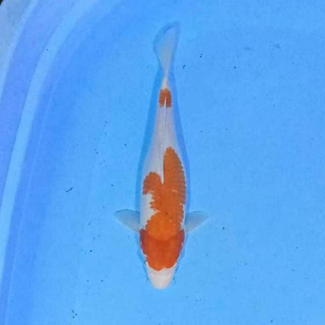 Kohaku