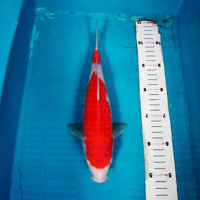 Kohaku 30cm