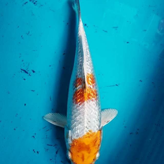 Kohaku Inazuma 30cm