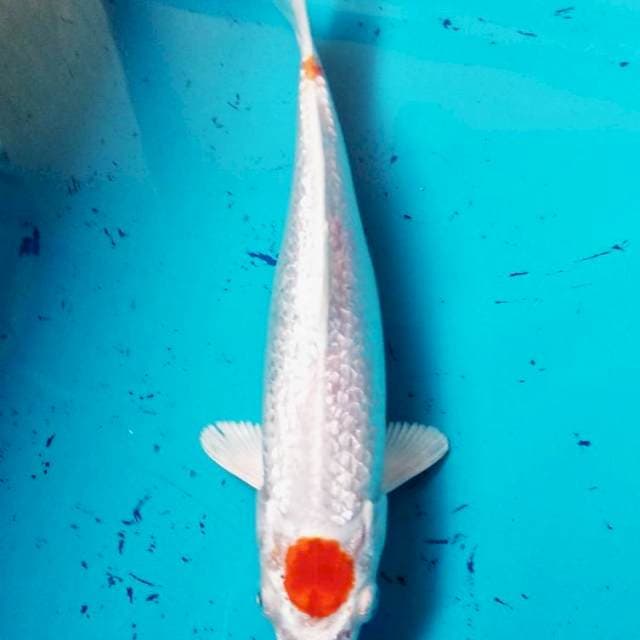 Maruten Kohaku 27xm