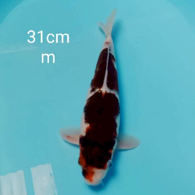 Goromo 31cm