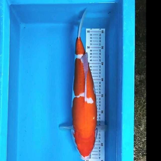 Kohaku Doitsu 41cm