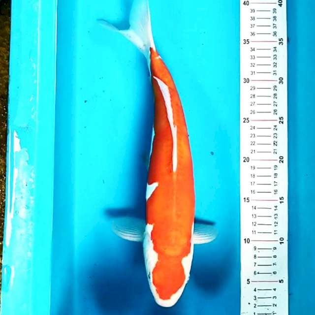 Kohaku Doitsu 37cm